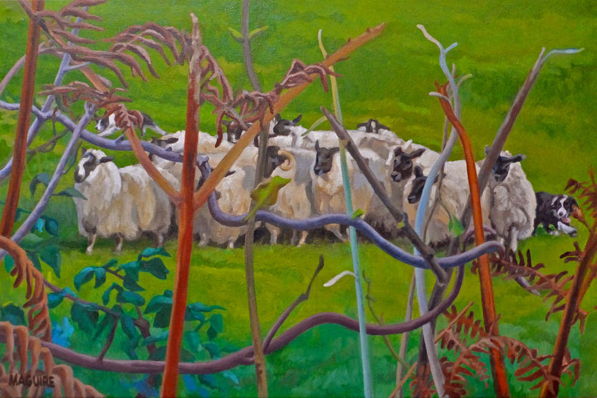 celtic roundup sheep sheepdogs ireland