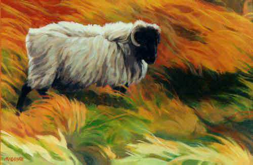 Irish sheep - Windy Connemara 
